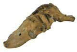 Fossil Mud Lobster (Thalassina) - Australia #109287-1